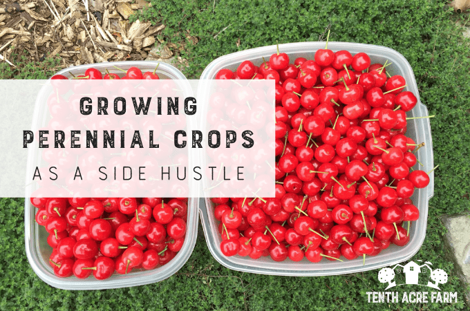 Growing Perennial Crops as a Side Hustle: Would you like to make money from your garden doing something you love? Here are six ways to grow perennial crops as a side hustle.