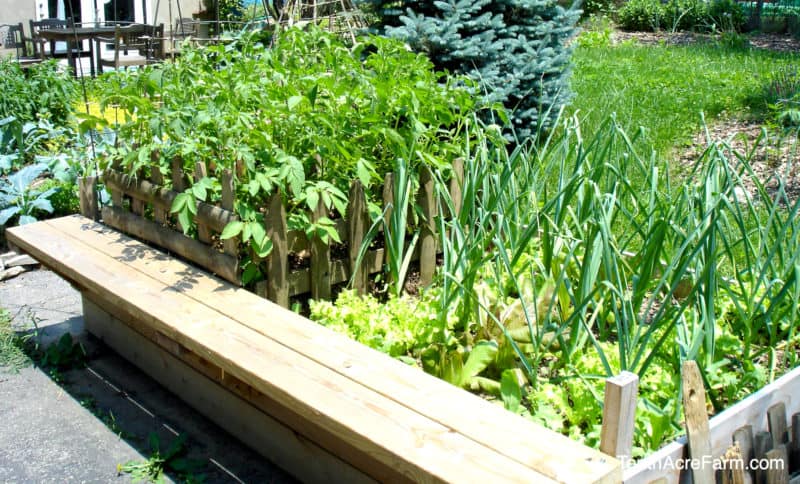 Potatoes, garlic, and lettuce planted in raised beds on my driveway