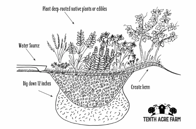 Erfahren Sie, wie Sie einen Regengarten bauen, in dem Regenwasser von harten Oberflächen wie Dächern oder Gehsteigen zur Bewässerung oder zur Verringerung der Wasserverschmutzung abfließt. "Width =" 680 "height =" 450 "data-srcset =" https: // www.tenthacrefarm.com/wp-content/uploads/Rain-Garden-illustration.png 680w, https://www.tenthacrefarm.com/wp-content/uploads/Rain-Garden-illustration-300x199.png 300w "data- Größen = "(max-width: 680px) 100vw, 680px