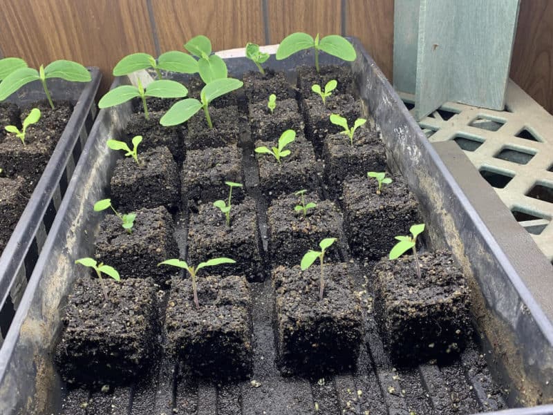 Bioassays test for herbicide contamination