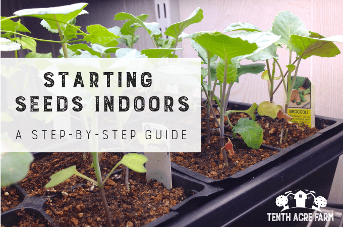 Starting Seeds Indoors A Step By Step Guide Tenth Acre Farm