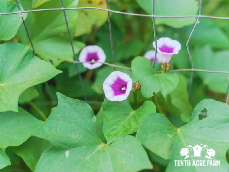 Trellised sweet potato vine with flowers
