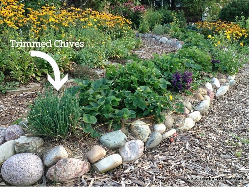chives growing in the front yard strawberry berm