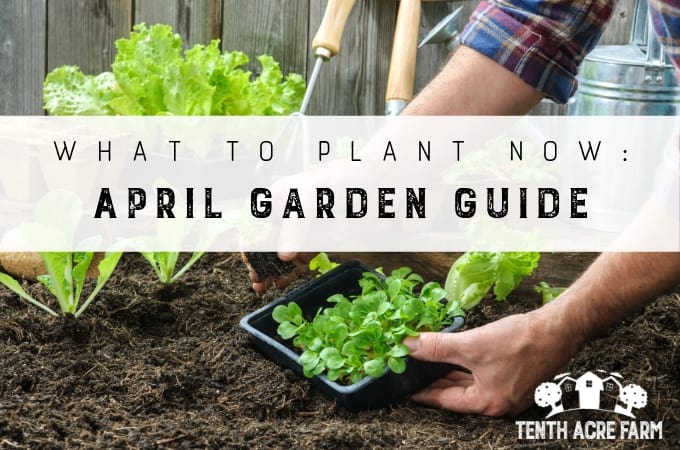 What To Plant Now April Garden Guide Tenth Acre Farm