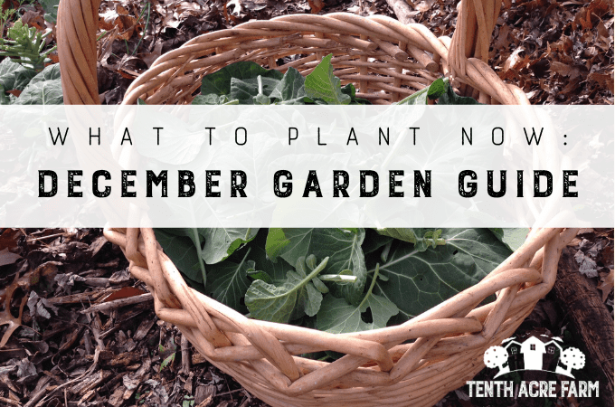What to Plant Now: December Garden Guide - Many of us will ignore the garden as holiday preparations take precedence. Others are looking forward to next year. Either way, there’s plenty to do in the garden to make the springtime garden more manageable.