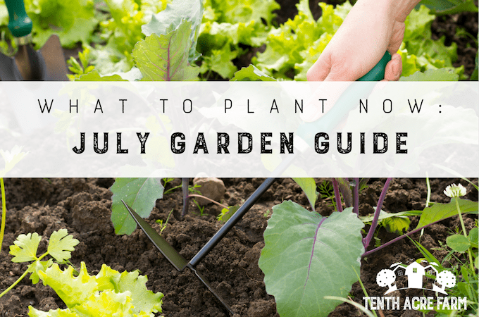 What To Plant Now: July Garden Guide
