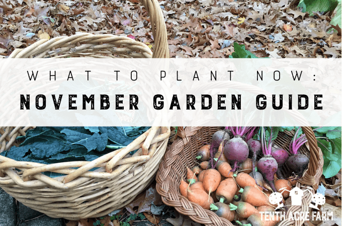 What To Plant Now November Garden Guide Tenth Acre Farm