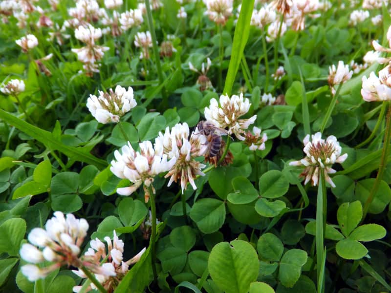 White clover is a weed you may want in your garden