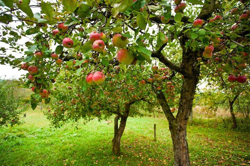 apple trees in orchard