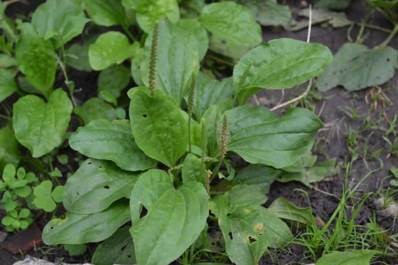 Broadleaf plantain plants