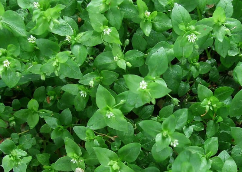 Increase the productivity of your garden by knowing how to harness the power of these top 5 weeds.