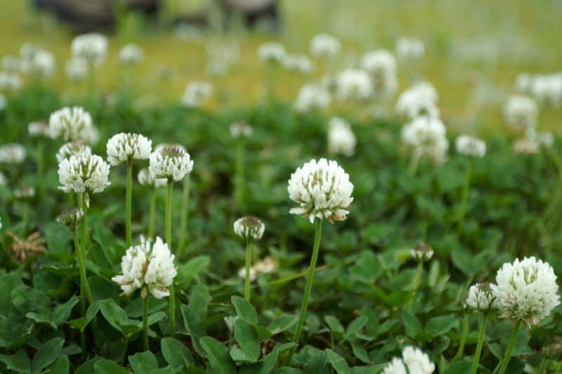 Increase the productivity of your garden by knowing how to harness the power of these top 5 weeds.