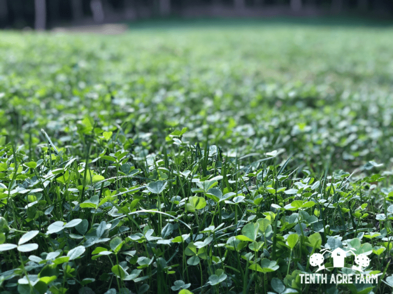 clover-lawn-compost-greens
