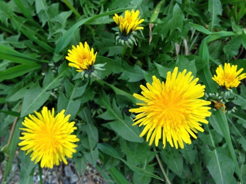 Increase the productivity of your garden by knowing how to harness the power of these top 5 weeds.