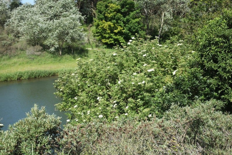 flowering-elderberry-shrub-riparian-hedgerow