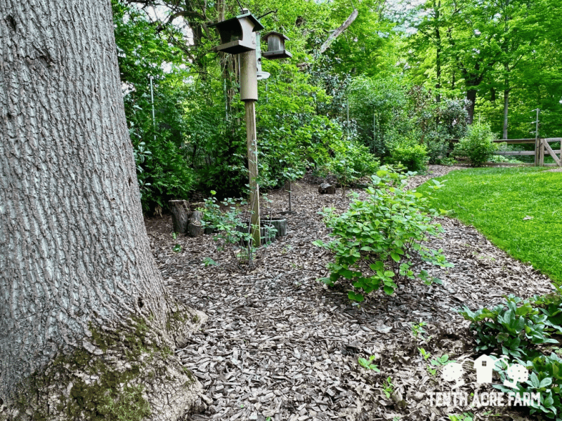 hedgerow-trees-shrubs-bird-feeders