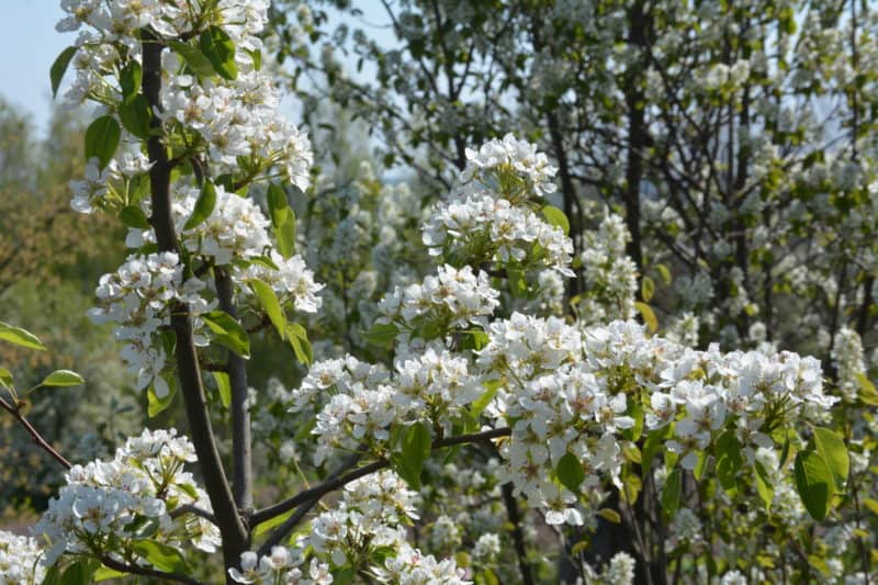 flowering-serviceberry-shrub
