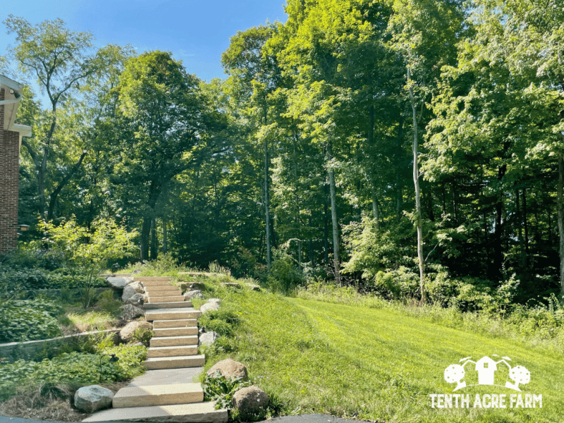 sunny-forest-edge-lawn-future-hedgerow