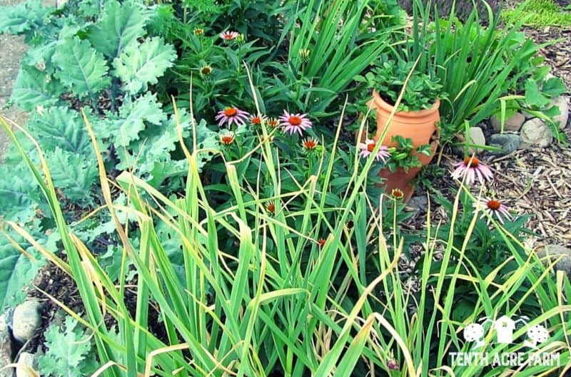front yard rain garden, kale