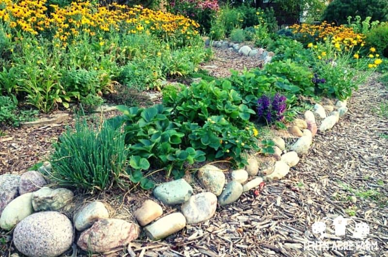 Would you like to create a garden that is as resilient as a natural ecosystem? Learn more about permaculture design, a popular approach for growing food.