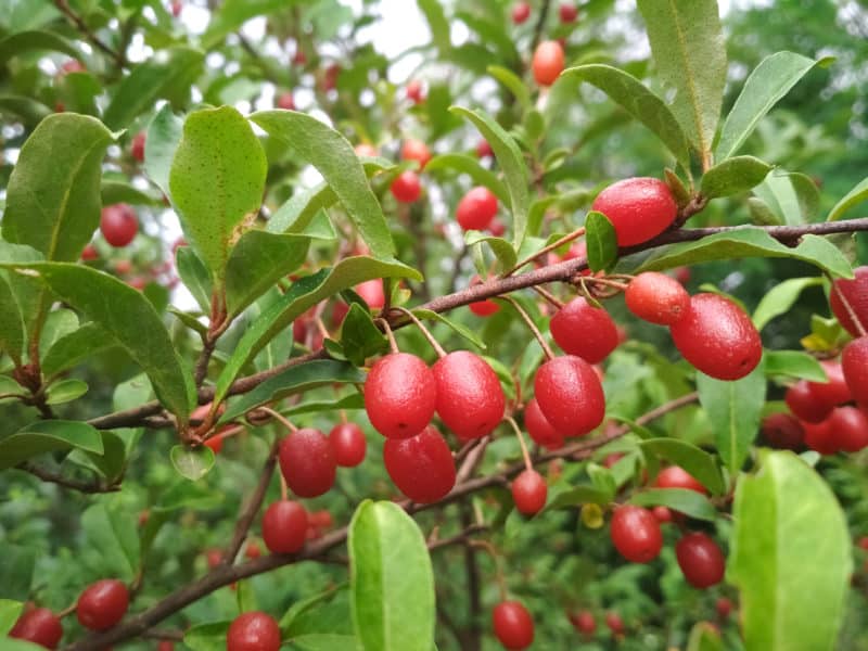 goumi-berries