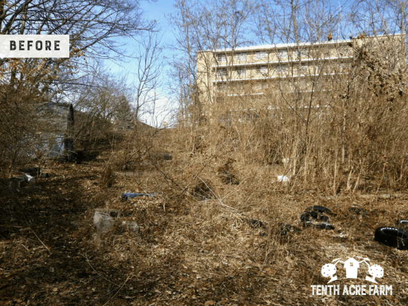 community garden space at university