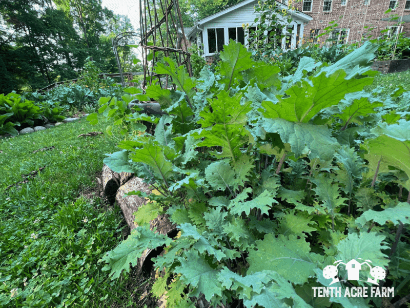 observe-garden-scene-with-kale-and-sunflowers