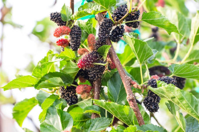 How to Kill Poison Ivy in 5 Steps (A Permaculture Approach): Here's how to get rid of poison ivy with an eco-friendly, permaculture-based, 5-step process. #permaculture #gardening