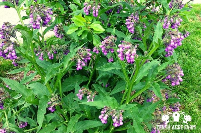 comfrey growing in permacutlure garden