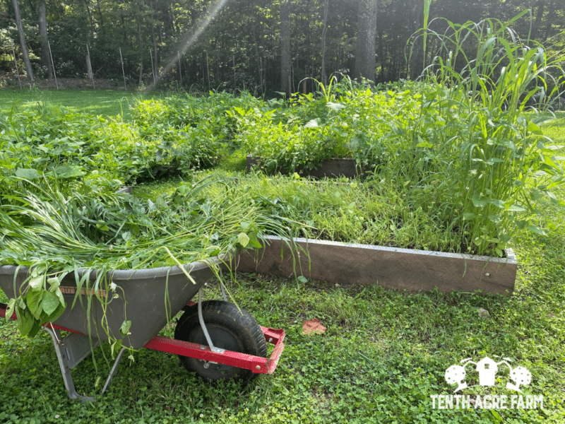 cutting-cover-crops-green-manure