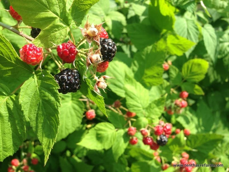 Ripening black raspberries