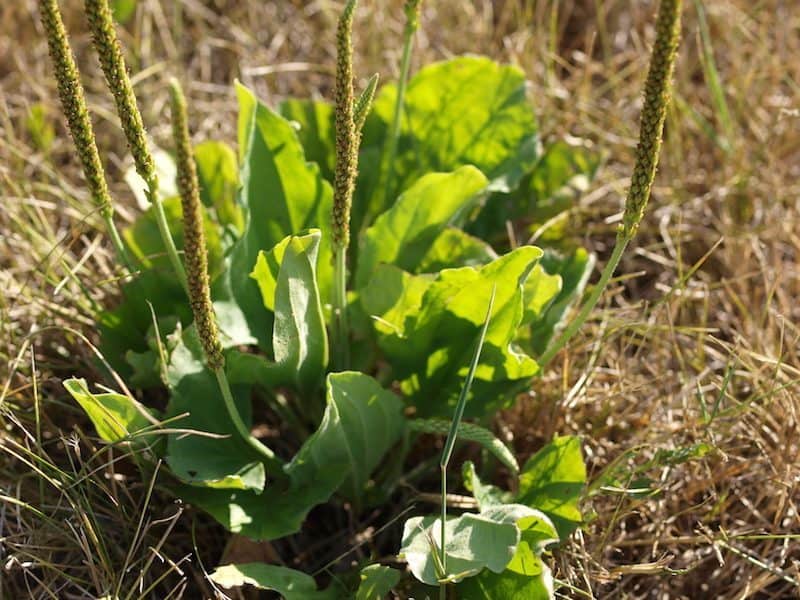 Increase the productivity of your garden by knowing how to harness the power of these top 5 weeds.