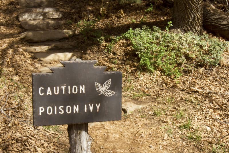 How to Kill Poison Ivy in 5 Steps (A Permaculture Approach): Here's how to get rid of poison ivy with an eco-friendly, permaculture-based, 5-step process. #permaculture #gardening