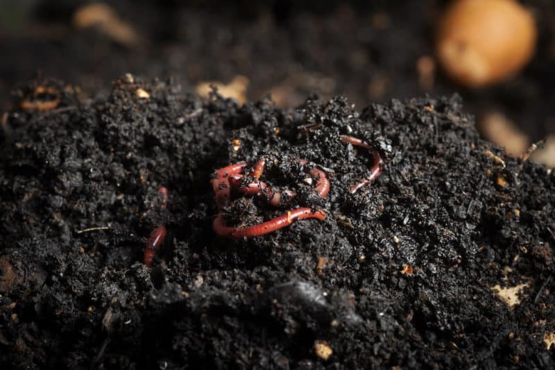 Worms in soil