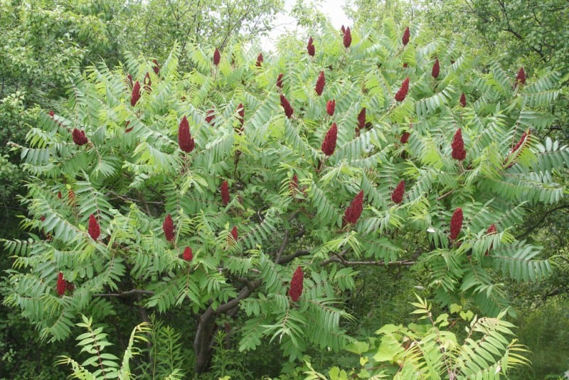staghorn sumac 800x534