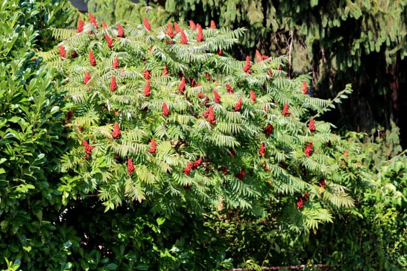 red-staghorn-sumac-berries
