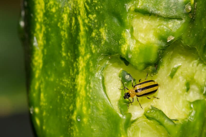 Grow the Best Cucumbers with These 12 Steps: Cucumbers can be a tricky crop to grow for many gardeners. In this guide, learn how to grow cucumbers organically, including strategies for dealing with pests and disease. #growingvegetables #organicgardening Striped cucumber beetle